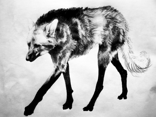 Wolf