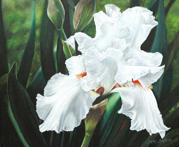White Iris
