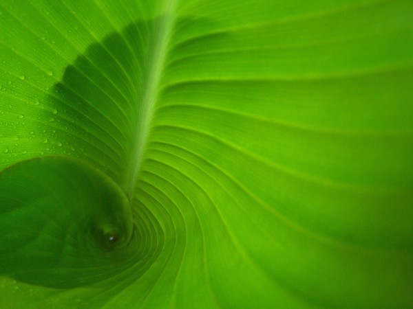 Inside Leaf