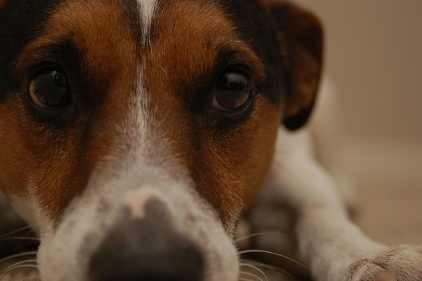 Buddy