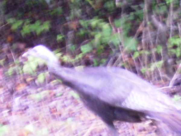 wild turkey