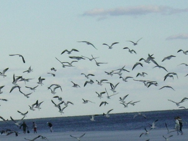 seagulls in flight