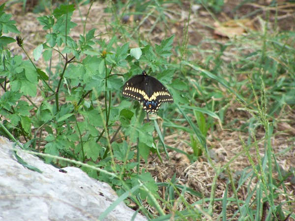 Butterfly 3