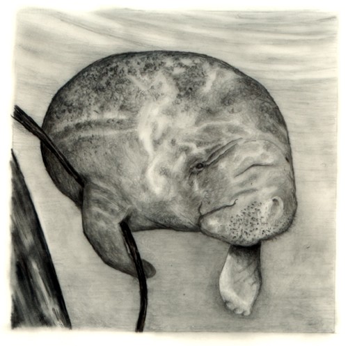 Manatee- Hanging On