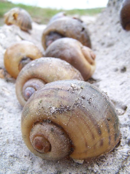 Escargot