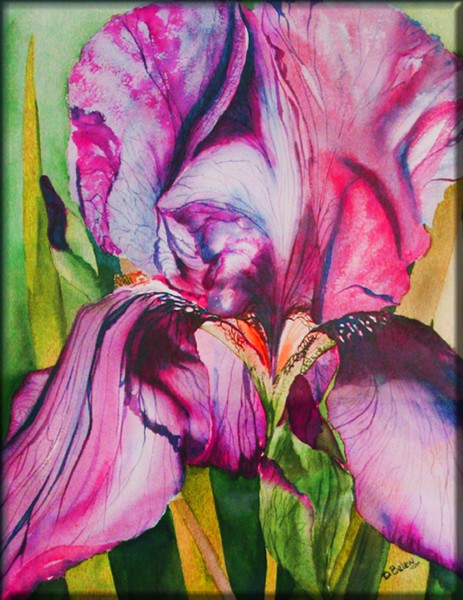 Purple Iris II
