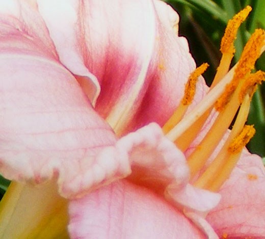 Pretty_Pretty_Pink_1