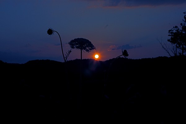 Silhouette of Lace in Sunset 1