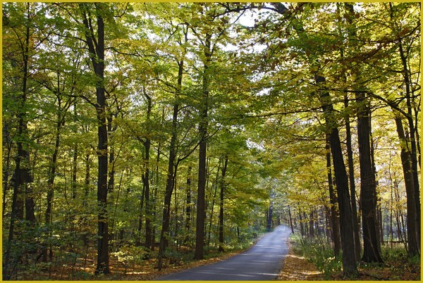 TIMBER TRAIL
