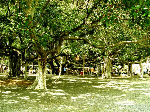 BROADER VIEW OF BANYON TREE