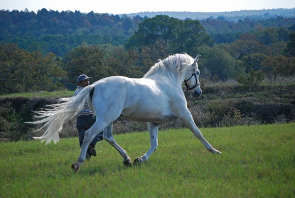 Andalusian Stallion