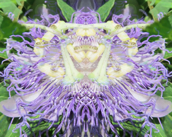 Purple Passion