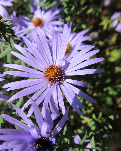 Purple Curl