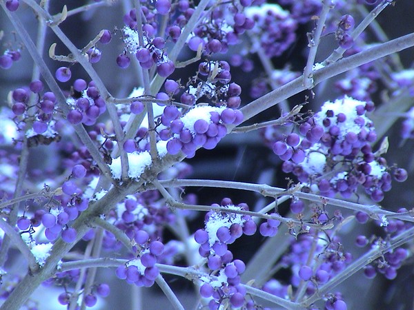 snowberries