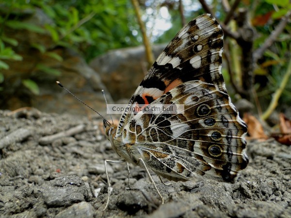 Painted Lady
