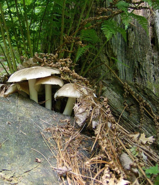 mushrooms on a log