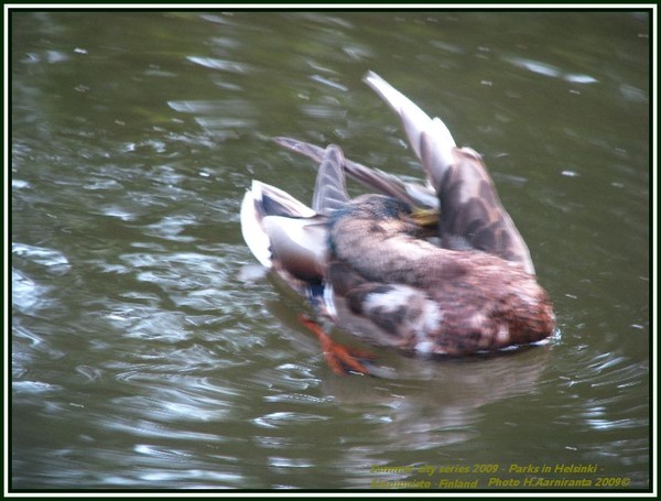 once more under...duck series