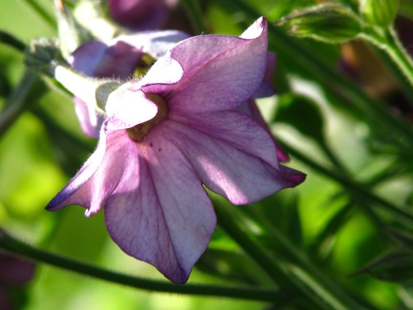 florals..of summer joy...