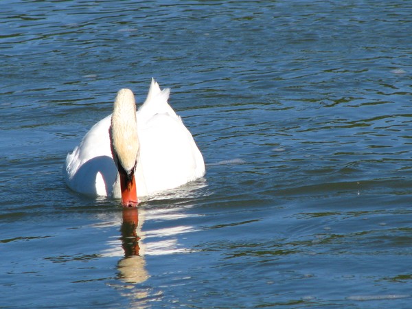 CITY SWANS GRACE IN SOOLO