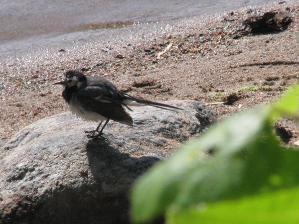 Birds series-västäräkki