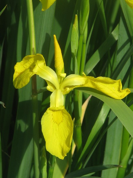 SERIES©CITY FLORALS -YELLOW(IV)