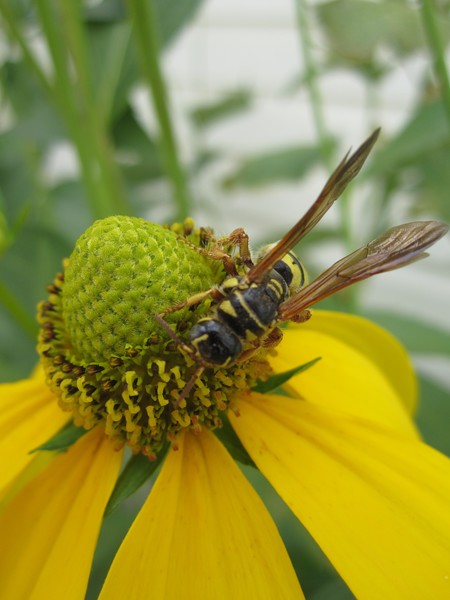 Visitor to the Yellow Coneflower