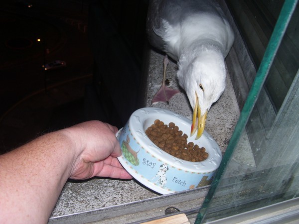 I love kibbles....