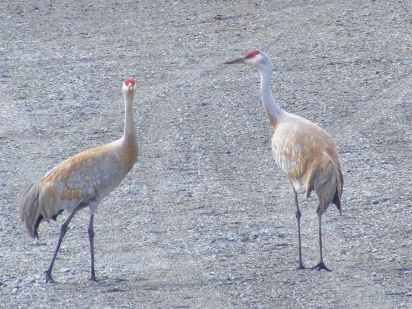 Sandhill Crane