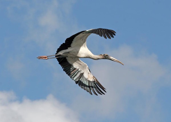 Wood Stork In Flight 2