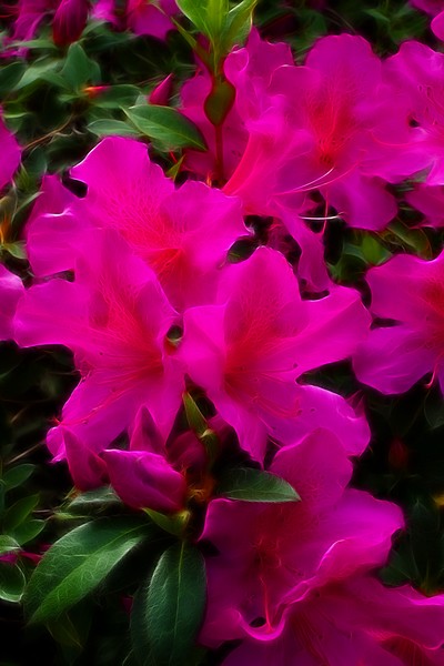 Dark Pink Azaleas