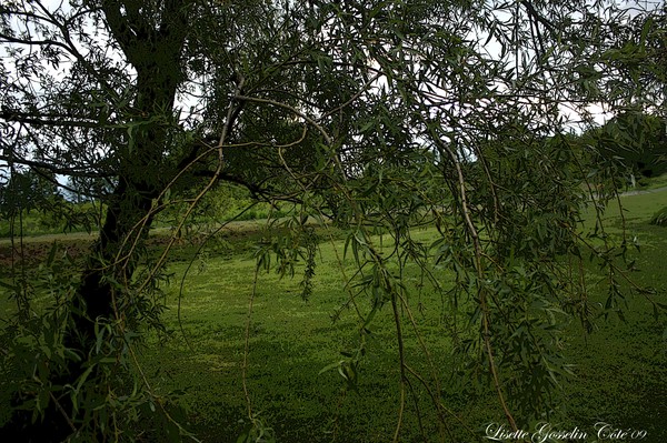 WEEPING WILLOW