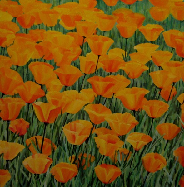 californian poppies