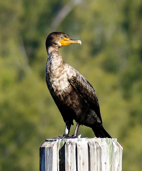 Cormorant  2/25/2012