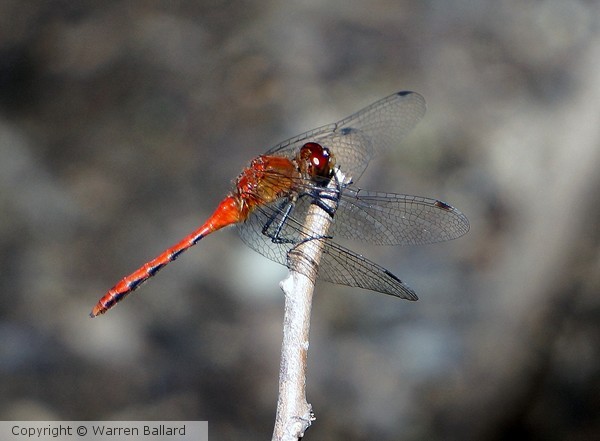 Red Dragonfly