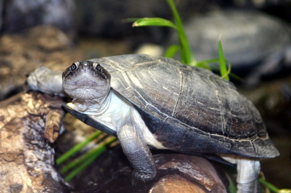 turtle