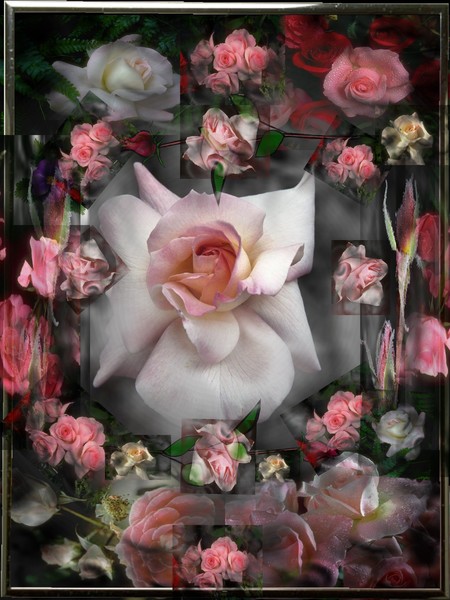 Rose Collage