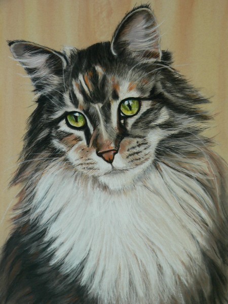 Maine Coon cat