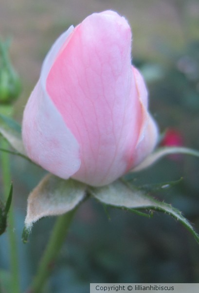 Pink Rosebud