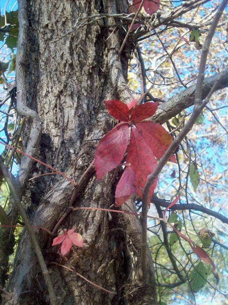 Fall's 