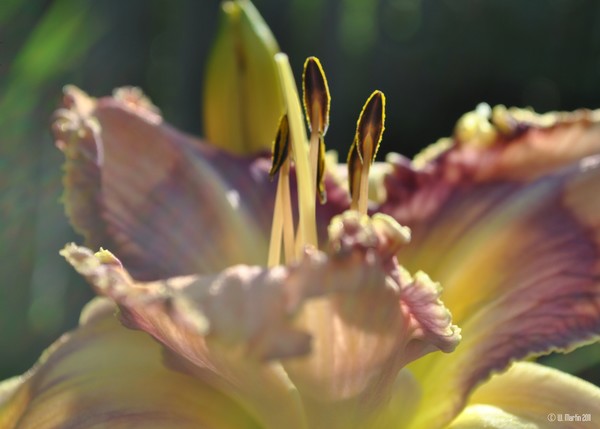 Day Lily at Dawn