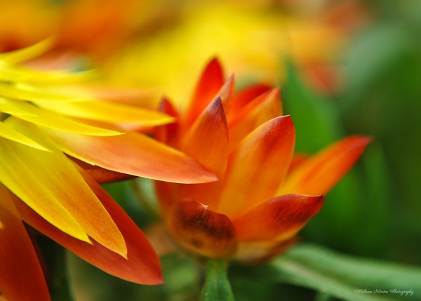 Budding Out