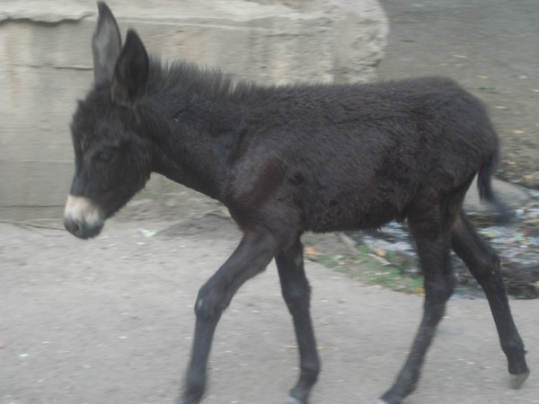donkey ia