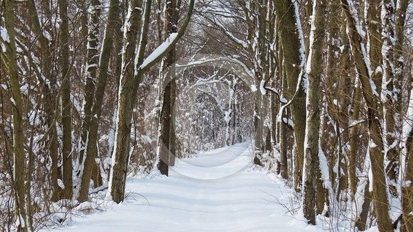 Winter snow trail