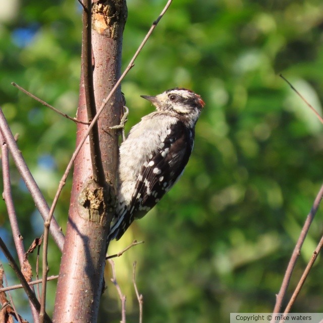wood pecker