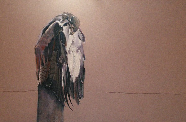HAWKWATCH
