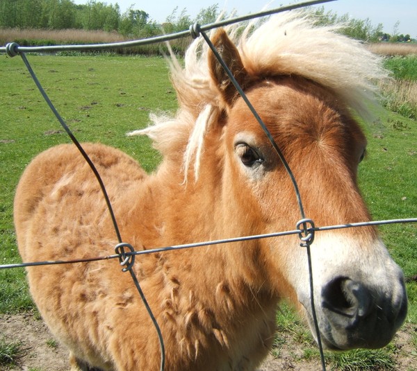 Horsey