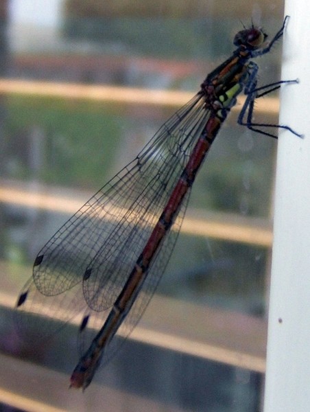 Yet another damselfly