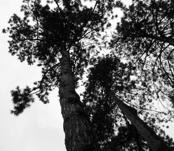 Trees