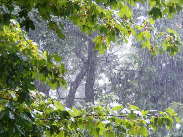 Rain