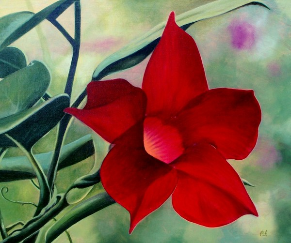 Red Beauty
